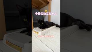 【今日のねこちゃん】猫を飼おうか迷っておられる方の参考になれば幸いです