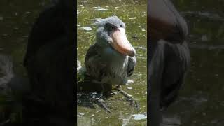 只今 入浴中　ハシビロコウ　サーナ　上野動物園