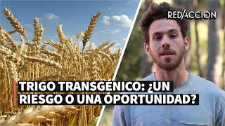 Trigo transgénico: ¿un riesgo o una oportunidad?