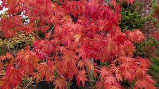 Amazing Maples - Japanese Maple fall color