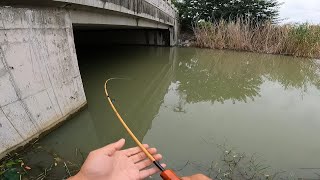 秋季路亚桥洞赶早口，几杆就中翘嘴鳡鱼，小竿细线遛鱼真过瘾