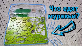 Чем питаются муравьи ЖНЕЦЫ?Муравьиная ферма Top ant