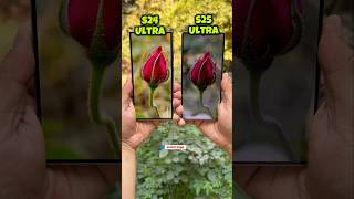 Samsung S24 Ultra Vs Samsung S25 Ultra Camera Comparison 10X Zoom #s24ultra #s25ultra #shorts