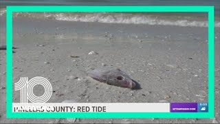 Moderate, high levels of red tide detected in Pinellas County