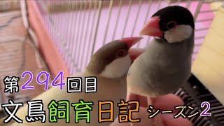 文鳥飼育日記シーズン2第294回目