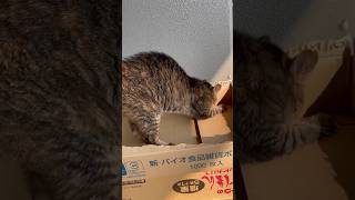 最近覚えた一発芸「エア爪研ぎ」　#ねこ