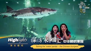 Highlights: Saving the 'water panda' - the Chinese sturgeon