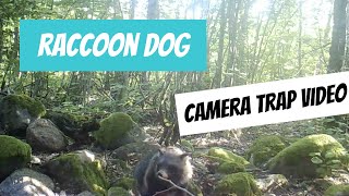 Nyctereutes procyonoides (raccoon dog; kährik)... camera trap video