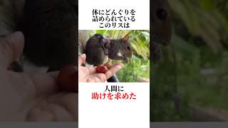 リスの身体が寄生虫だらけに🐿😰 #動物 #animals #雑学