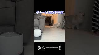 シャーして反省するペルシャ猫#shorts