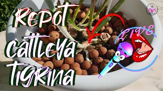 Midsummer Night's Stream 😉 Live Commentary Bifoliate Cattleya Repot Q\u0026A #ninjaorchids