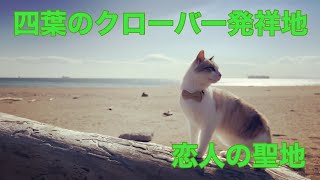 恋人の聖地でもある恋路ヶ浜に行く旅する猫