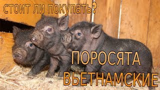 Опорос свиньи вьетнамской породы