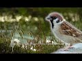 masteran jitu suara burung gereja gacor speed rapet burung gereja tarung gacor