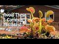 Venus Flytrap - 5 Common Mistakes to Avoid for a Vibrant Plant