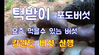 약초 산행 턱받이 포도 버섯 (독청버섯 아재비) 곰보 버섯 요즘 먹을 수 있는 버섯 입니다 Bib Grape Mushroom Morel mushroom hunting