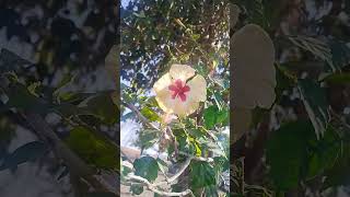 Beautiful Hibiscus Flowers...