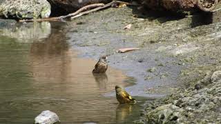 Oriental Greenfinch