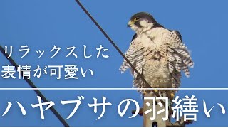 【野鳥観察】ハヤブサの羽繕い