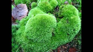 Pflanzen in NW-Deutschland. Moospflanzen. moss plants. 30 Arten . Ein Video von KLAUS TAUX