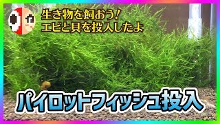 30センチキューブ水槽にパイロットフィッシュを投入！【しゃんのアクアリウム #2】