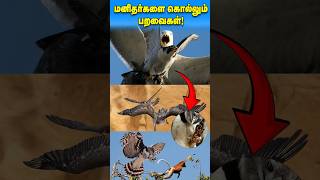 மனிதனை கொள்ளும் பறவைகள்! | Birds attack human #shorts #facts #tamil #trending