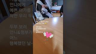 🤦그리운 언니 잠시만 안녕😭 | 🌈펫로스 증후군 | Pet Loss Syndrome #shorts