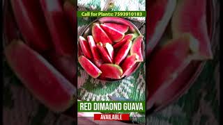 വീട്ടിൽ വളർത്താൻ പറ്റിയ ഏറ്റവും നല്ല പേര ! #japanesereddiamondguava #shorts