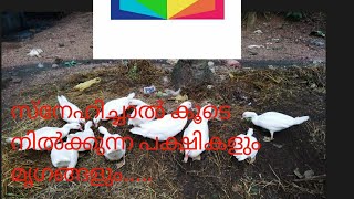 എന്റെ അളിയന്റെ നല്ല കുട്ടികൾ