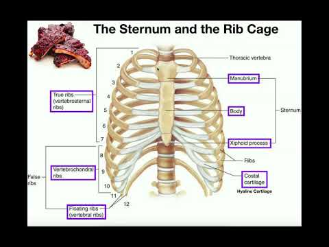 What are the organs protected by the thoracic cage?