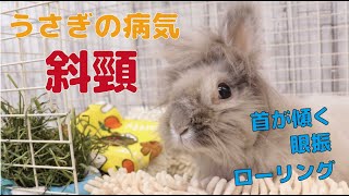 うさぎ の 病気「斜頸」って？①