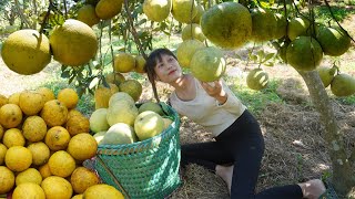 Harvesting Lots Of grapefruit Goes To Countryside Market Sell | Duong Green Forest Farm