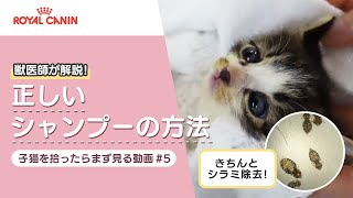 【子猫の育て方】保護後は寄生虫に注意！子猫の正しい洗い方＜ロイヤルカナン公式＞