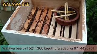 අමතර ආහාර - Extra food #srilanka #bee #beekeeping