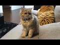 【ペルシャ猫＃1】ボールを持って来る猫　チンチラゴールデン come cat with a ball