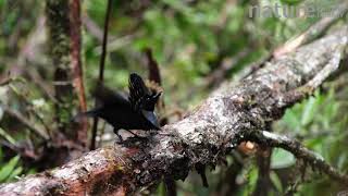 Male Superb bird-of-paradise (Lophorina superba) displaying, Papua New Guinea