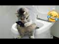 Funniest Animals 😄 New Funny Cats and Dogs Videos 😹🐶 - Ep.4