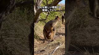 オーストラリアの不思議！カンガルーが人間より多い理由とは？#カンガルー #オーストラリア #人口