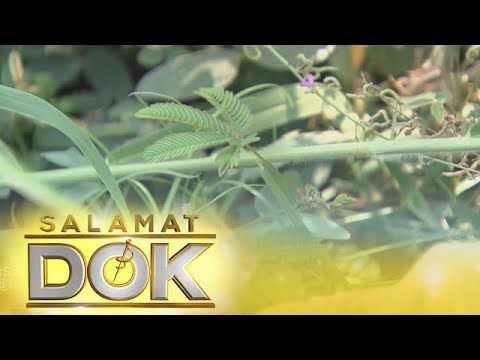 What are Makahiya leaves?