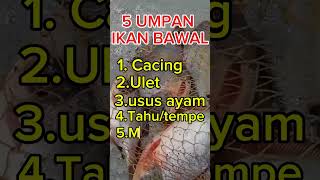 5 umpan  ikan Bawal jitu