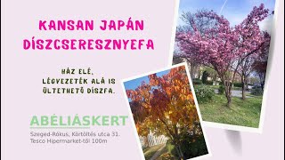 Kansan japán díszcseresznyefa (Ház elé, légvezeték alá díszfa)