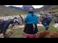 Llama Sheering at 16,000 feet in Peruvian Andes