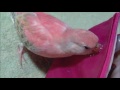 アキクサインコのモモちゃん　キラッキラが好き bourke s parrot momo chan