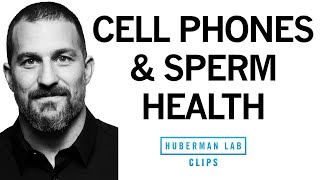 Cell Phones & EMFs Reduce Sperm Health & Testosterone | Dr. Andrew Huberman