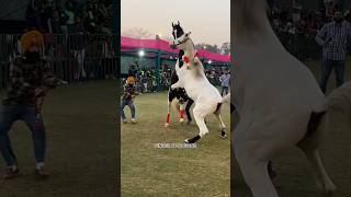 🐎💥#horselover #trending #horse #pinderattargarh #forsale #horser #viralshort #shortvideo