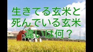 市販されている玄米は本当に生きているのか？