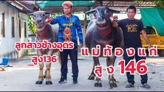 เปิดsๅคๅควายงาม แม่พันธุ์ท้องสูง146 ลูกสาวช้างอุดร สูง136 พิกัด อ.นากลาง จ.หนองบัวลำภู