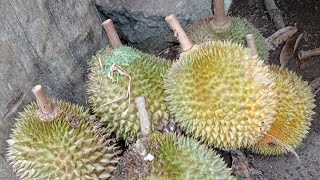 Nikmat sekali Liburan di kebun durian 😍