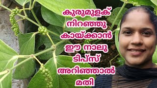 കുറ്റി കുരുമുളക് നിറഞ്ഞു കായ്ക്കാൻ ഈ നാലു ടിപ്സ് അറിഞ്ഞിരിക്കണം #R4VGarden#easytipsinpepperkrishi