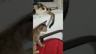 athu en Amma vaalu la😹#catlike#cat#funnyshorts#shortsviral#kittycomedy#catvideos#catlover#catshorts